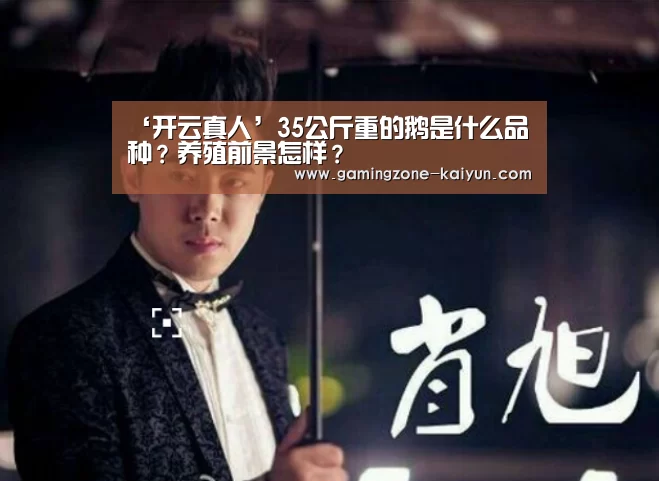 ‘开云真人’35公斤重的鹅是什么品种?养殖前景怎样?(图1) 开云真人