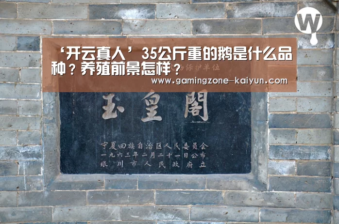 ‘开云真人’35公斤重的鹅是什么品种?养殖前景怎样?(图3) 开云登录