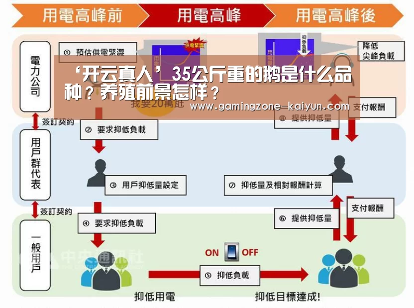 ‘开云真人’35公斤重的鹅是什么品种?养殖前景怎样?(图2) 开云入口
